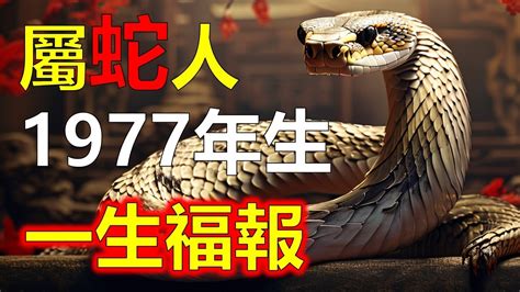 1977年屬蛇|【77年屬什麼】77年屬什麼？1977年屬蛇運勢、配對一覽